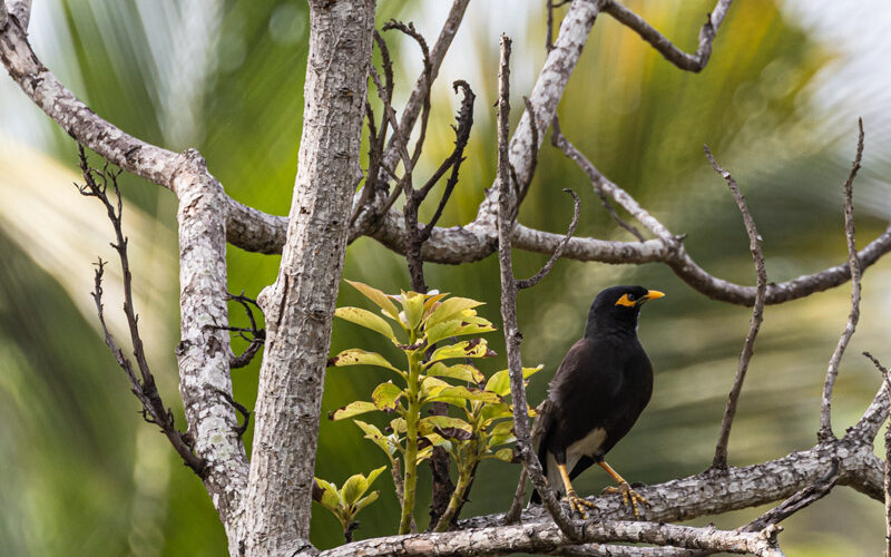 Beo in the trees surrounded by greens
